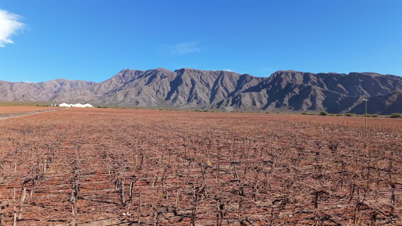 Fast pan across a vineyard in La Rioja, Argentina, during the dry season, with rows of vines stretching toward the dramatic Andes mountain range under a clear blue sky, showcasing rural wine country