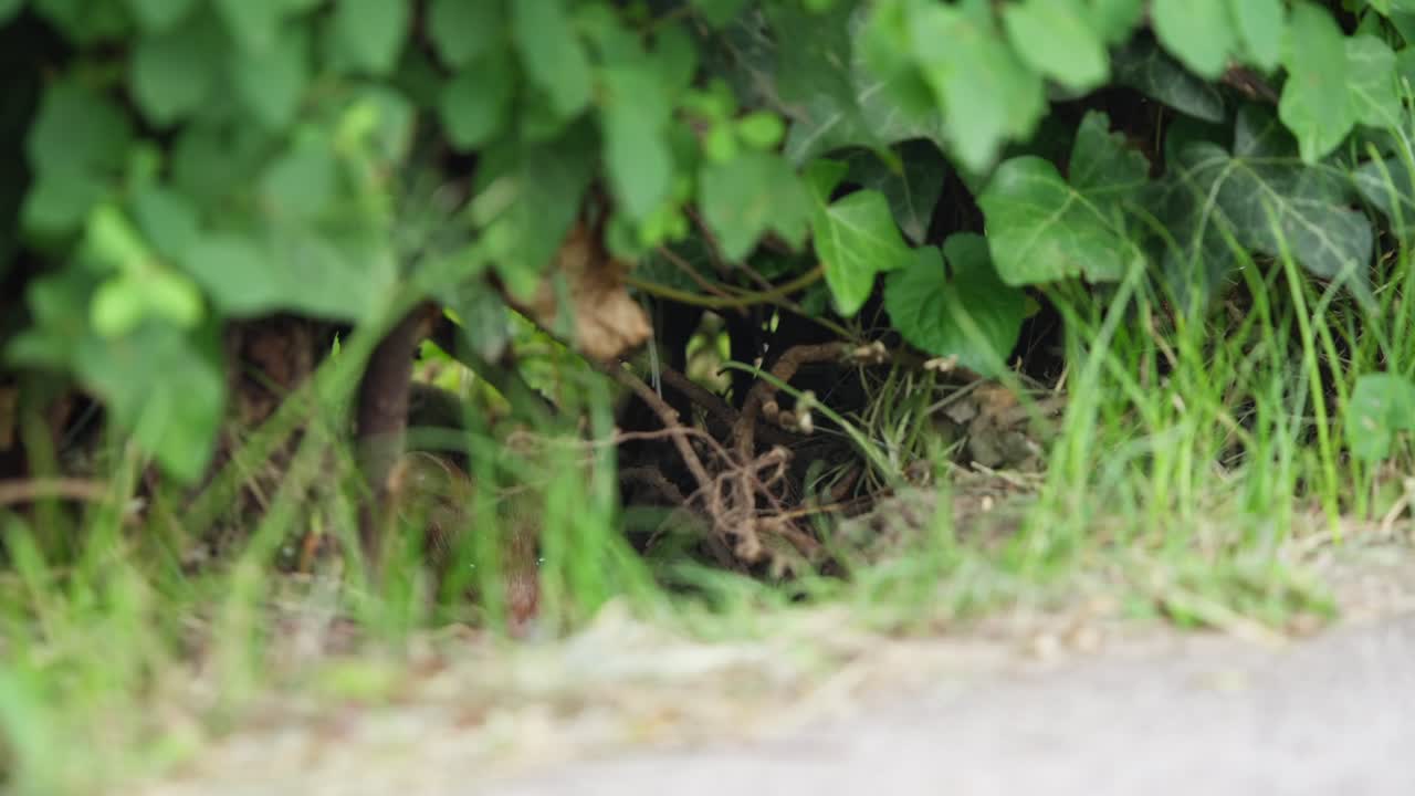 Alcuni animali vengono osservati mentre si nascondono tra i cespugli di un giardino. Il filmato cattura il comportamento naturale della fauna selvatica in una zona suburbana, mostrando le loro interazioni e i loro movimenti tra il fogliame.