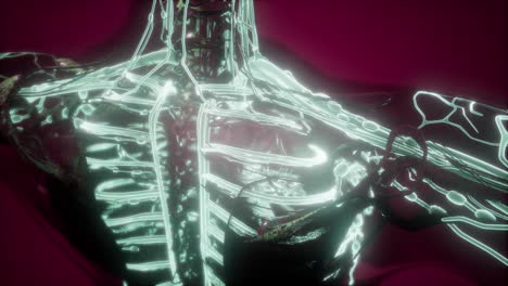 cuerpo humano con vasos sanguíneos brillantes