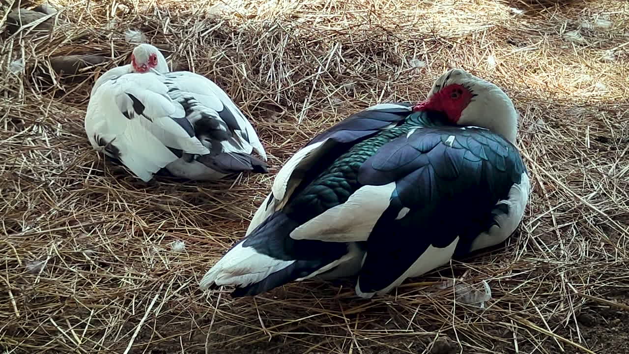 Muscovy ördekleri, kırsal alandaki saman kaplı çiftlik zemininde dinleniyor. Rengarenk tüyleri ve kırmızı yüz detayları, doğal dış ortamda sakin yaban hayatı davranışlarını gösteriyor.