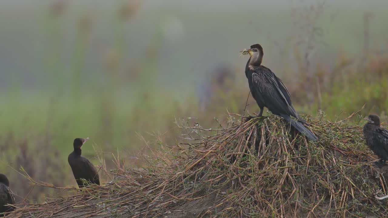 el darter oriental es un pájaro acuático por la mañana