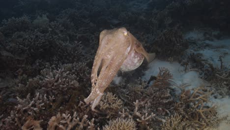 Sepia,-Tintenfisch-Auf-Einem-Tropischen-Korallenriff,-Der-Seine-Farbe-Und-Struktur-ändert,-Um-Sich-Zu-Tarnen-Und-Mit-Der-Umgebung-Zu-Verschmelzen