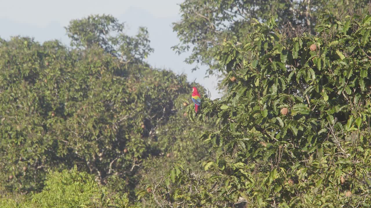 una guacamaya escarlata hermosa se sienta en una rama encima de un árbol de nuez brasileño