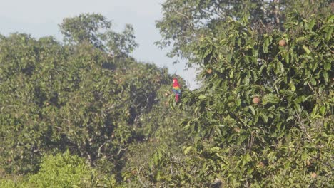 Una-Guacamaya-Escarlata-Hermosa-Se-Sienta-En-Una-Rama-Encima-De-Un-árbol-De-Nuez-Brasileño