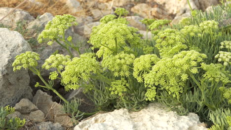 bees slowly foraging on crithmum maritimum or sea fennel which grows on rocky seashores