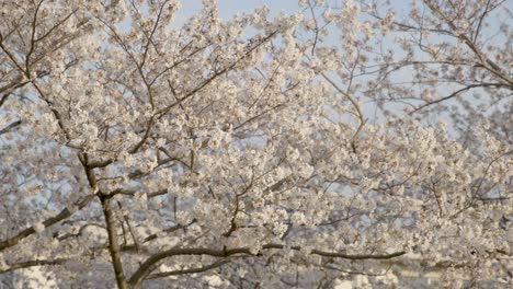 best cherry blossom in yokohama
