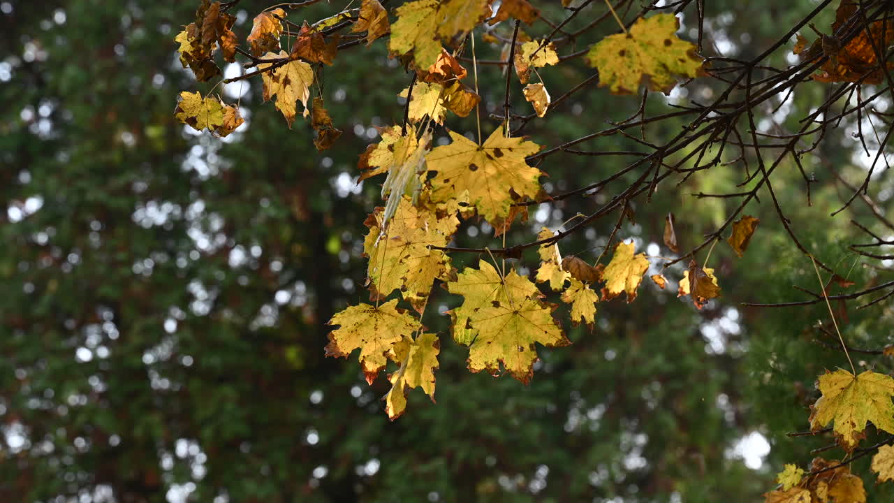 나뭇가지에 가을 단풍