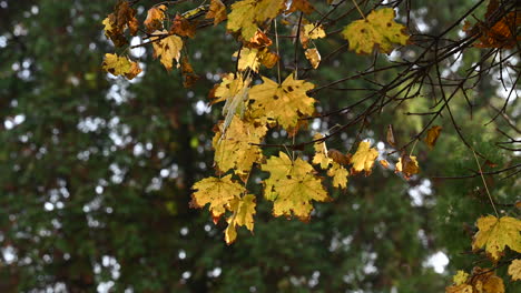 hojas de otoño en una rama de árbol