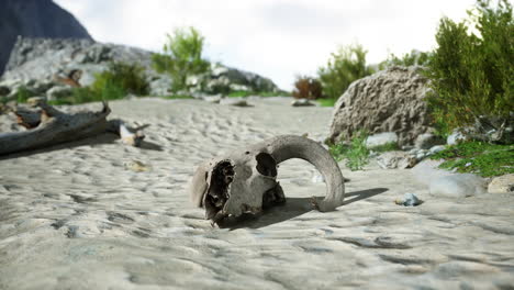 a skull in the desert