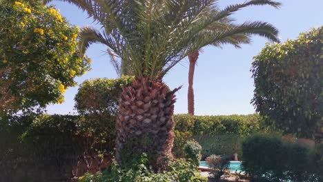 palmeras en el fondo de un hotel