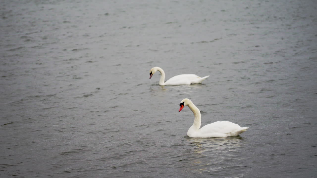 Swans in slow motion demonstrating a fascinating mirrored courtship behavior in the springtime.