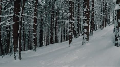 Bosque-Cubierto-De-Nieve