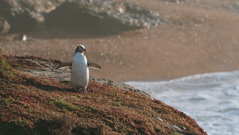 Un-Pingüino-De-Ojos-Amarillos-En-Peligro-De-Extinción-En-Katiki-Point,-Nueva-Zelanda-Al-Amanecer---Ancho