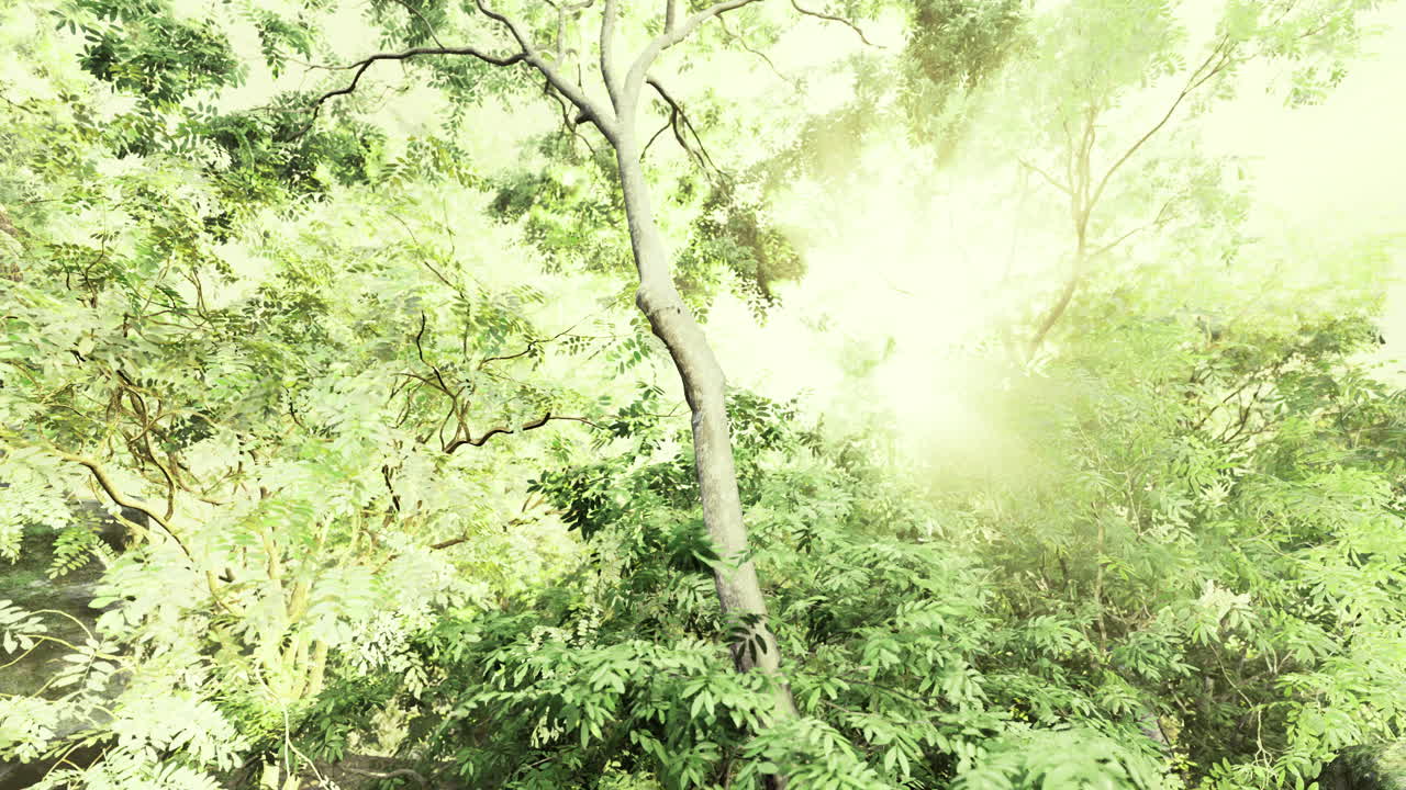 Lush forest with bright sunlight filtering through green foliage