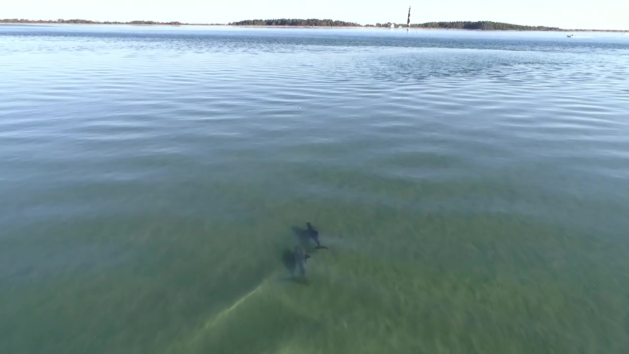 Two dolphins hunting in shallow water.
