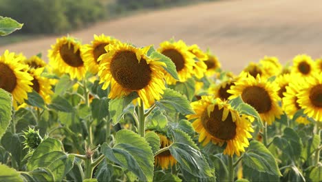 Girasoles-En-El-Campo-De-La-Agricultura---Primer-Plano