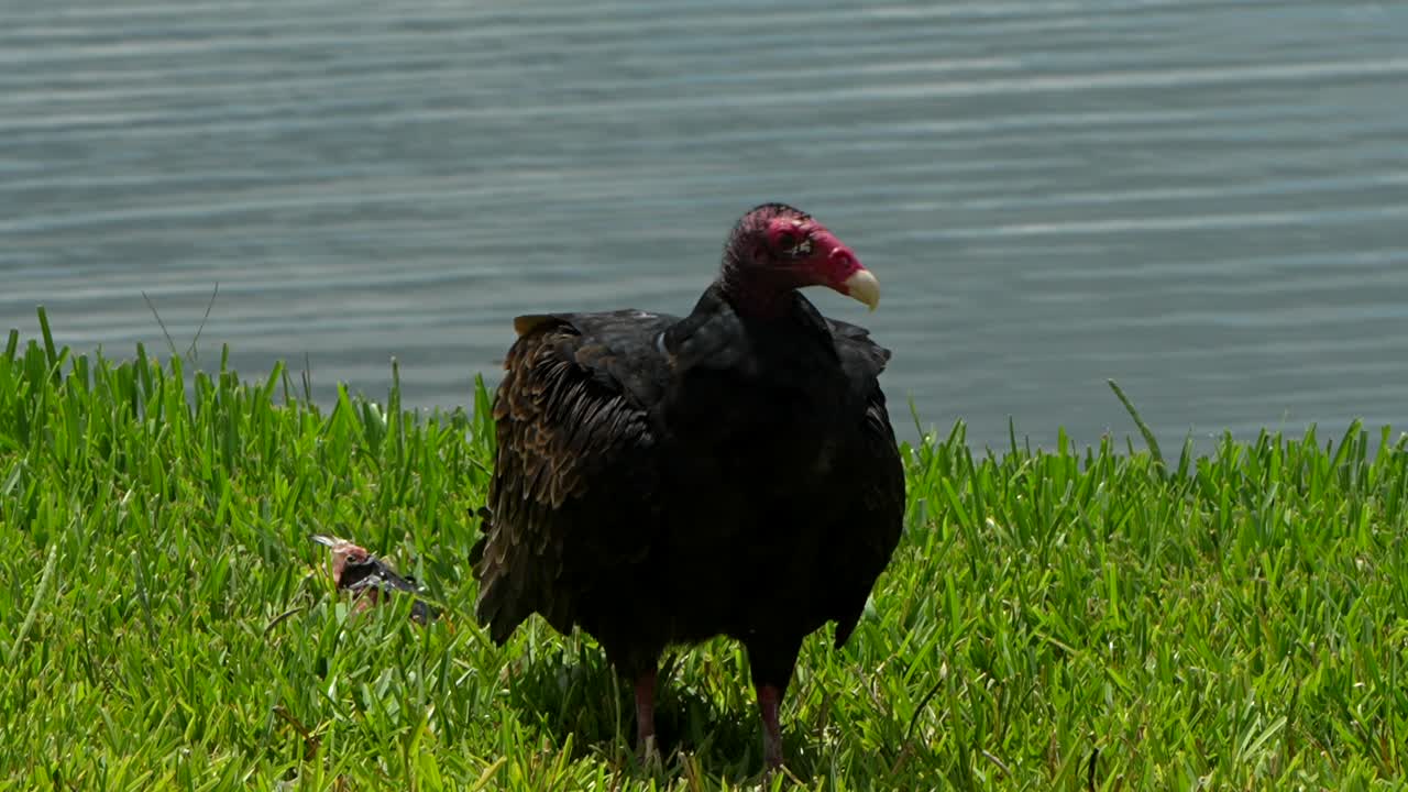Turkey vulture spreads its wings