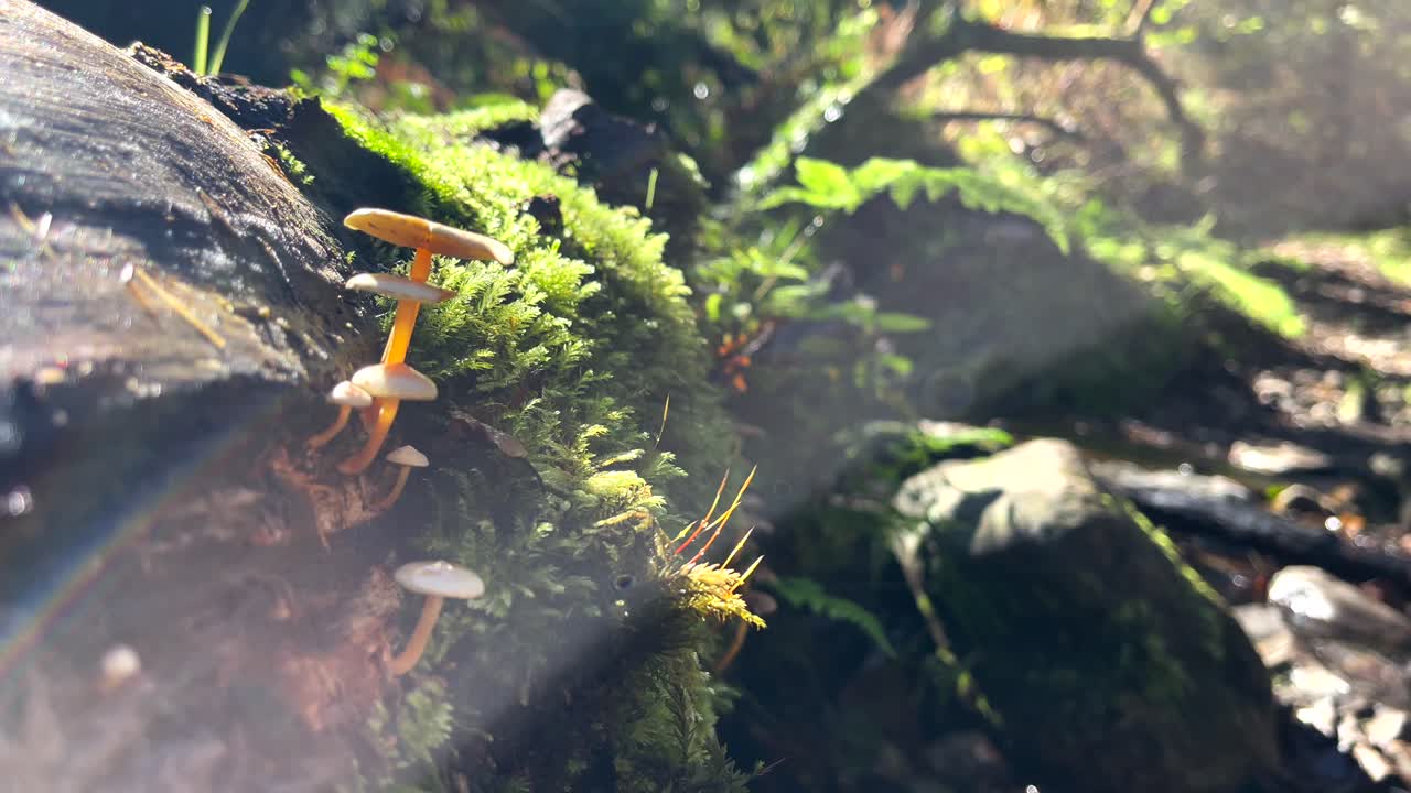 Close Up View Of Small Brown Mushrooms Growing Near Moss Out Of A Rotting Stump