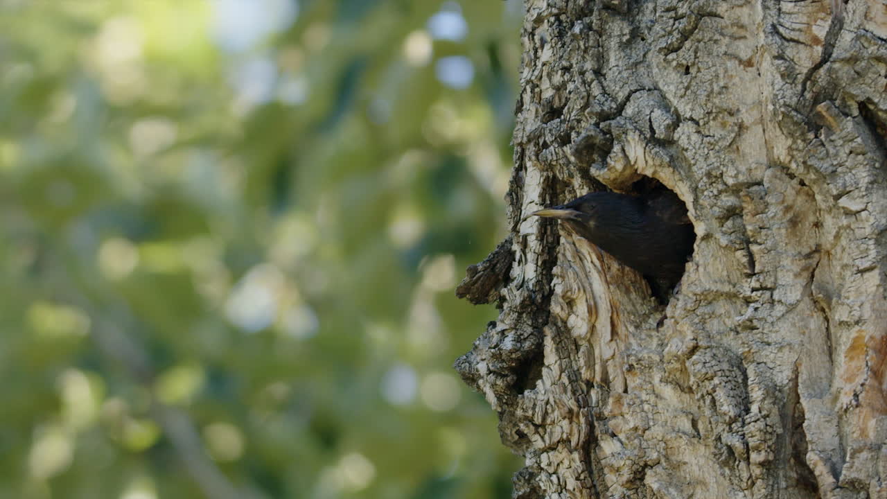 el pájaro estornudo sale con la cabeza de su hogar en el agujero del árbol, y luego vuela lejos.
