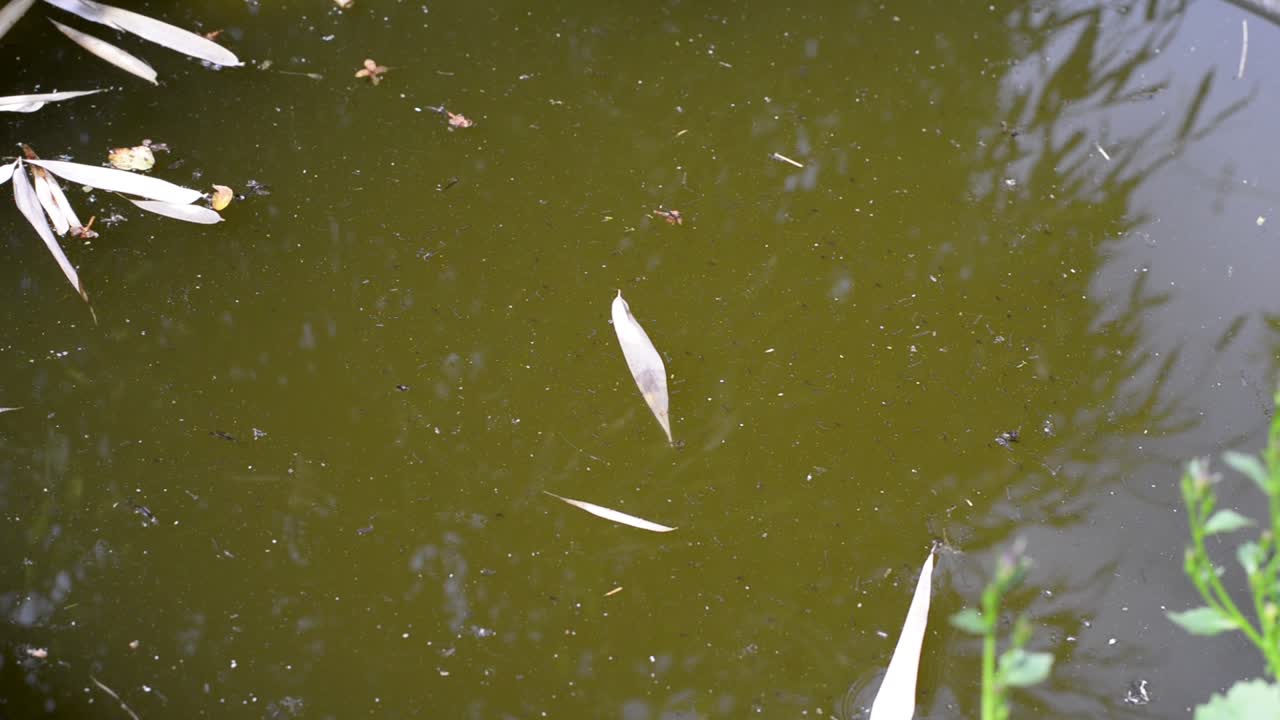 표면에 나뭇잎이 있고 파리가 윙윙거리는 더러운 녹색 연못 물