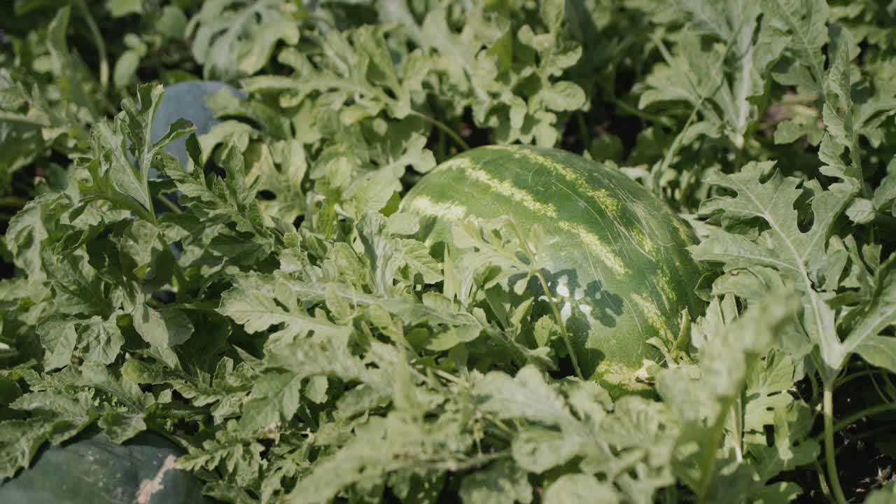 Watermelons ripen on a chestnut tree. Fresh berries from a farmer's field