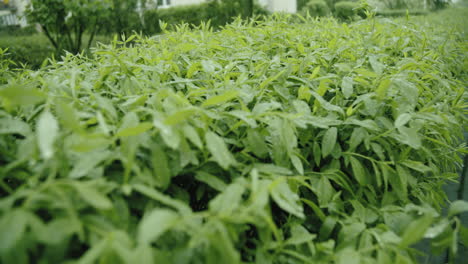 Lloviendo-En-La-Planta-De-Hojas-Verdes