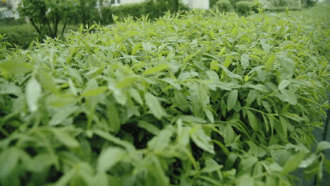 lloviendo sobre la planta de hojas verdes