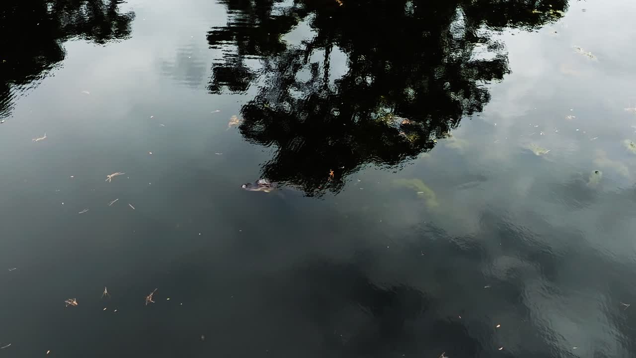 Alligator drifting through murky reflective waters with tree shadows overhead