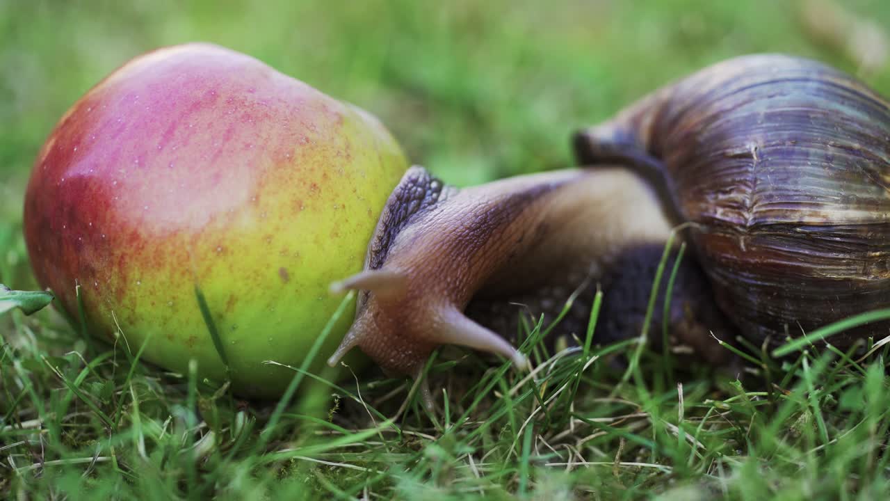 Snail crawling on the apple in the morning sun. Large brown snail