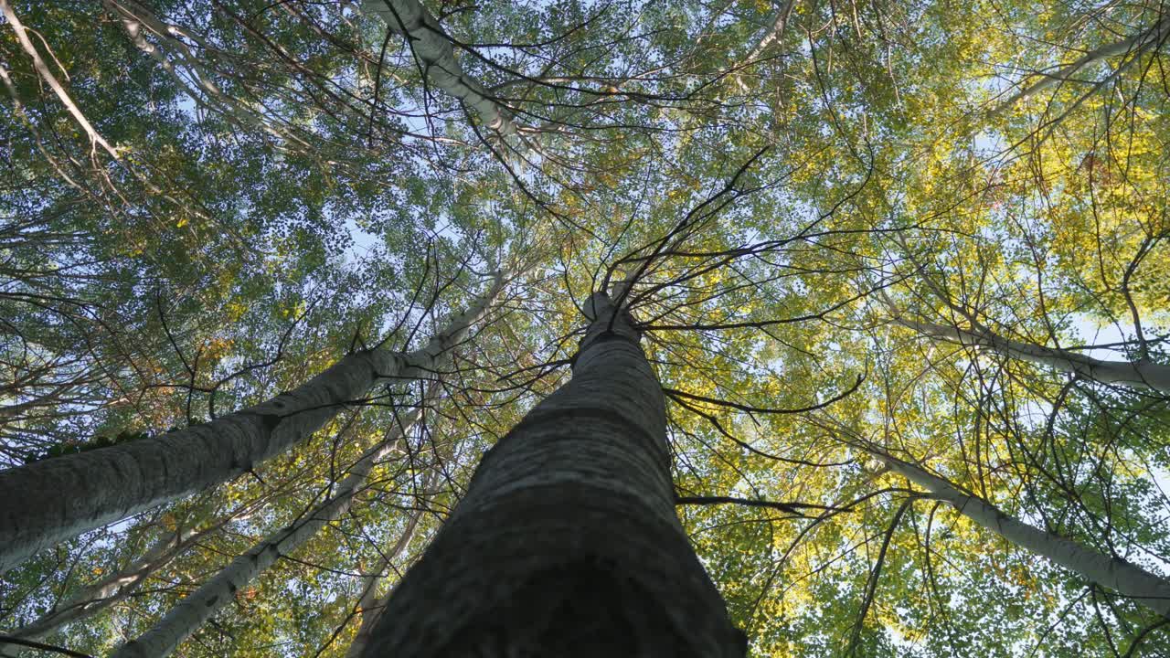 вершины деревьев осенний сезон ярко-желтые листья деревья лес пейзаж низкий угол зрения