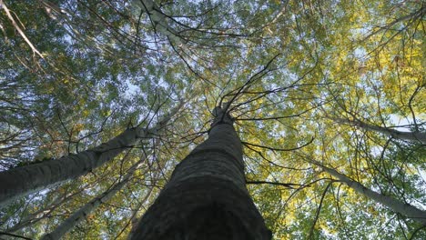 copas de árboles temporada de otoño hojas amarillas vívidas paisaje de bosque de árboles vista de bajo ángulo