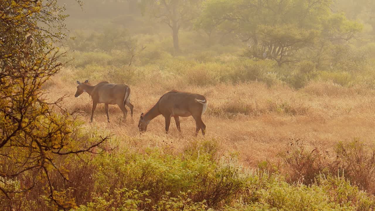 nilgai o toro azul es el antílope asiático más grande y es endémico del subcontinente indio. el único miembro del género boselaphus. parque nacional de ranthambore sawai madhopur rajasthan india