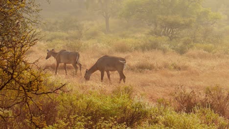 Nilgai-O-Toro-Azul-Es-El-Antílope-Asiático-Más-Grande-Y-Es-Endémico-Del-Subcontinente-Indio.-El-único-Miembro-Del-Género-Boselaphus.-Parque-Nacional-Ranthambore-Sawai-Madhopur-Rajastán-India