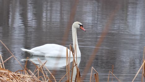 Un-Cisne-Majestuoso-Gotea-Agua-De-Su-Pico-Después-De-Buscar-Comida