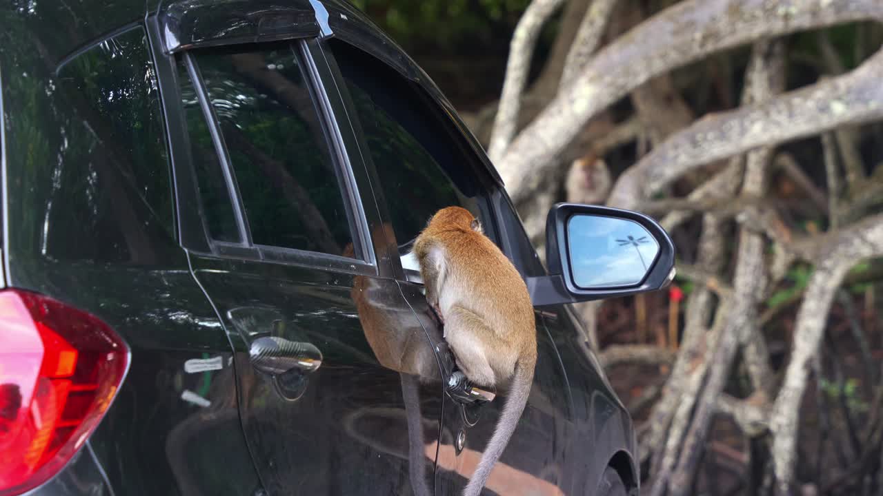 야생 장난스러운 긴 리 마카크 (macaca fascicularis) 가 주차된 차에 올라 창문으로 쳐다보며 동물의 자연스러운 호기심과 환경과의 상호 작용을 강조합니다.