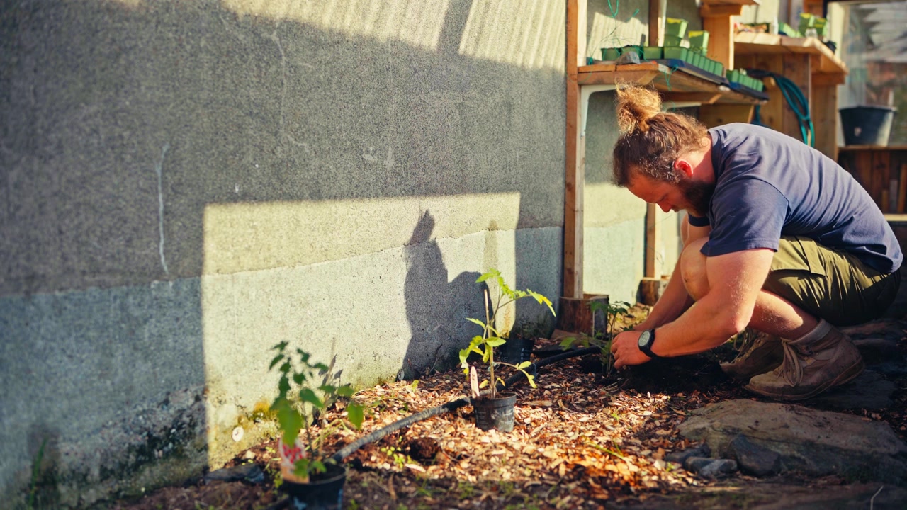 Homme plantant un jeune plant à la main dans un jardin en Norvège, travaillant la terre autour d'une jeune plante lors de travaux de jardinage en extérieur