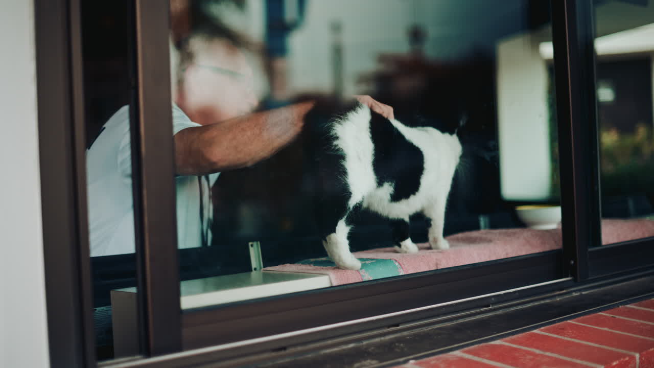A black and white cat standing by a window, looking attentively to the side