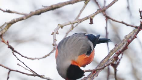 eurasian bullfinch eating seeds or berries while balancing itself on thin branch