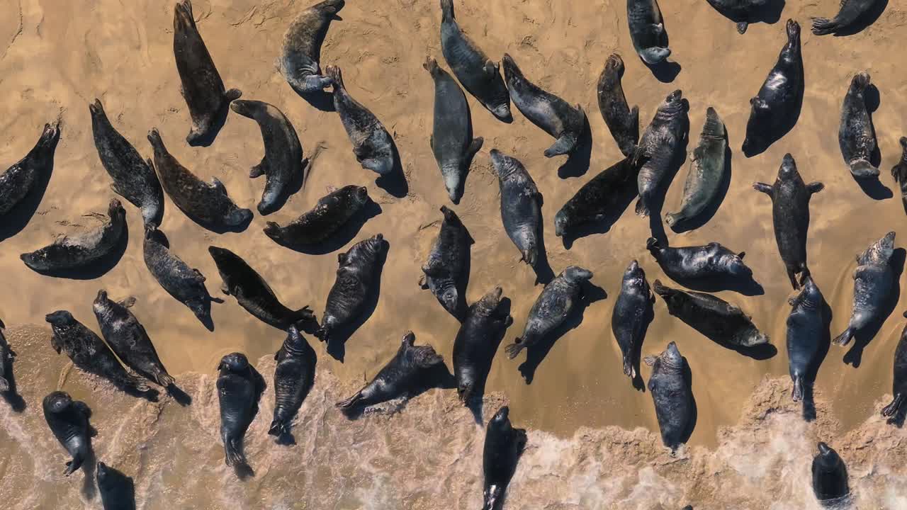 Seals chilling out in Blasket Islands 4K Cinematic Drone Footage - Dingle Co.Kerry - Ireland 05.13