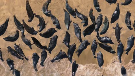 seals chilling out in blasket islands 4k cinematic drone footage - dingle co.kerry - ireland 05.13