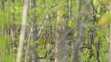 a small animal runs through a thicket of trees