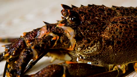 Rock-lobster-blowing-bubbles-to-show-it's-angry,-close-up-static-shot