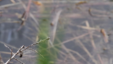 Blue-Dasher-dragonfly-leaves-marsh-twig-and-another-lands-on-branch