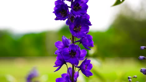 Blühende-Ritterspornblume-Mit-Grünem-Bokeh-Naturhintergrund,-Tschechien