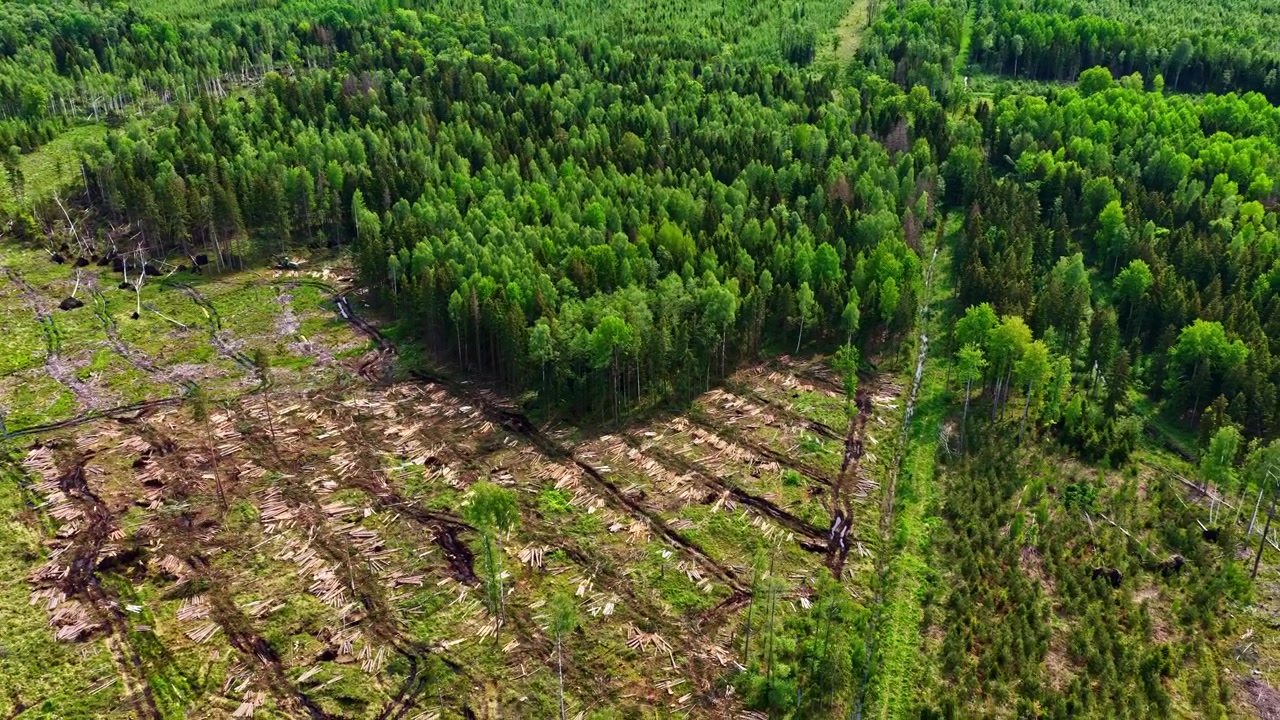 A dynamic drone shot rising from a top-down view of cut logs to reveal the surrounding forest.