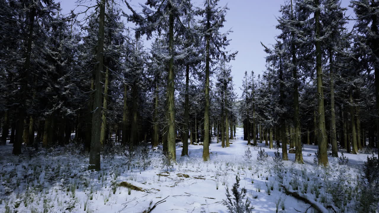 Winter forest landscape with snow covered trees in peaceful surroundings