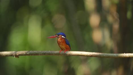 a blue-eared kingfisher bird looks calmly perched on a branch while observing its prey