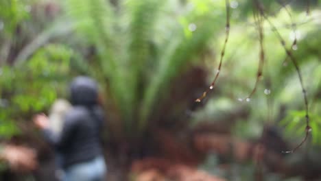 persona caminando a través de un camino de selva tropical verde y exuberante