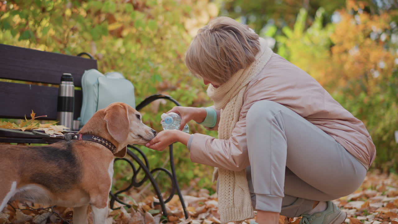 Close up of woman squatting beside park bench pouring water into hand as thirsty dog drinks eagerly, autumn leaves scattered around, metal flask and backpack resting on wooden bench