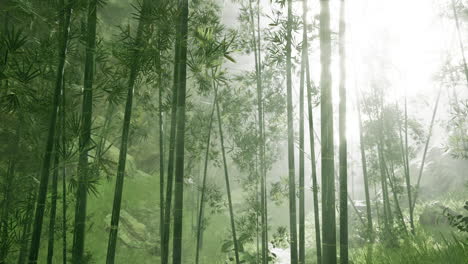 Morning-atmosphere-in-a-bamboo-forest